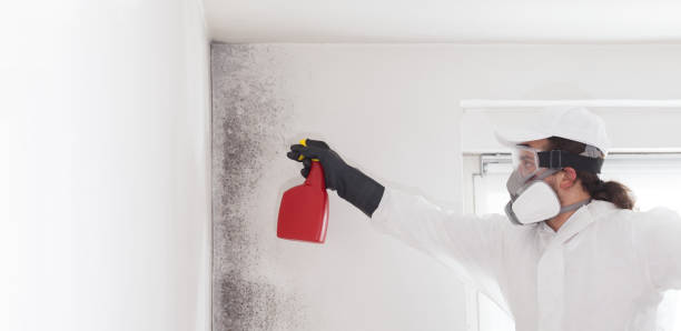 Best Commercial Mold Remediation in USA